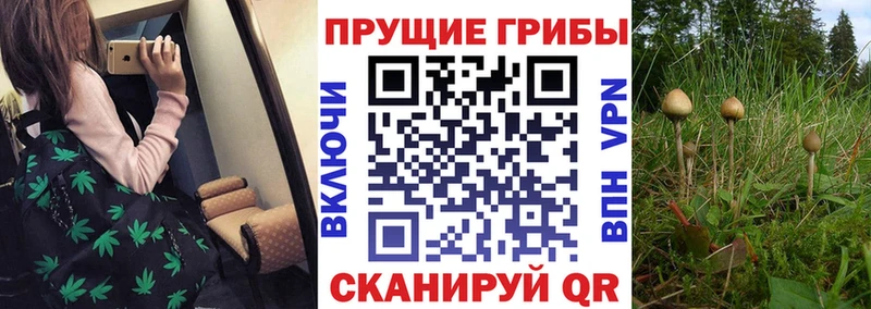 Галлюциногенные грибы мицелий  закладки  Сычёвка 